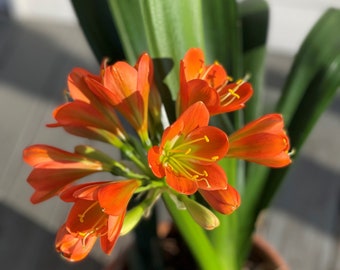 One Clivia Miniata plant, rare crosses, 4+ years old with ~10+ leaves, near or at flowering age, will have beautiful flower.