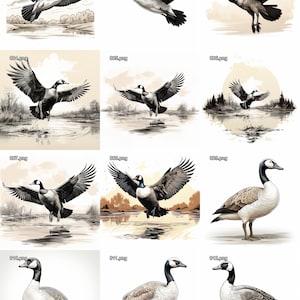 May include: A collection of 12 digital illustrations of Canadian geese in various poses, including flying, landing, and standing. The illustrations are drawn in a realistic style with detailed feathers and markings.