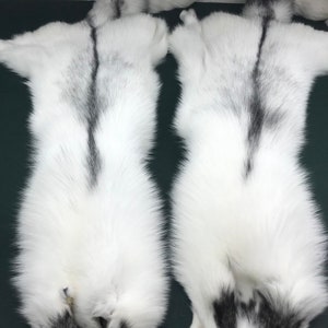 Può includere: Due pelli di volpe bianca con segni neri. Le pelli sono disposte su una superficie verde scuro.