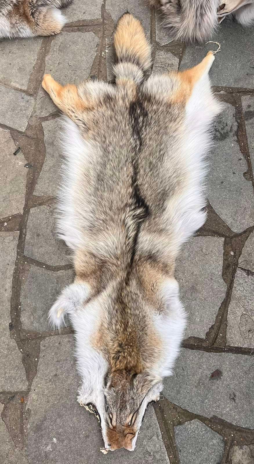 Coyote Fur Blanket Etsy Canada