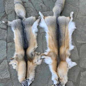 Golden Sapphire Fox Pelt/Skin