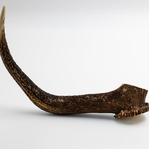 Large Red Deer Antler – Natural Grade A – Rustic Decor, Craft Supply, Dog Chew – 36x27cm