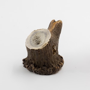 Red deer Antler nature for the crafting and Home Decor