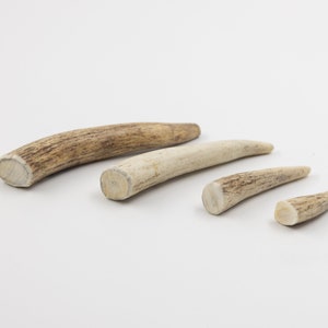 Red deer Antler nature for the crafting and Home Decor
