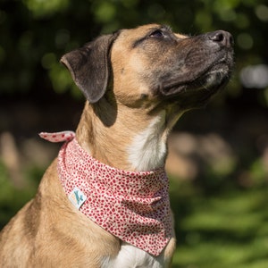 Könnte beinhalten: Ein brauner und weißer Hund, der ein rot-weißes Halstuch mit einem kleinen grünen Logo trägt. Das Halstuch hat ein Blatt-Muster.
