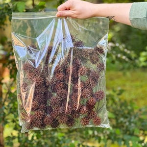 May include: A clear plastic bag filled with brown spiky seed pods. The bag is held up against a backdrop of green foliage. The seed pods have a star-like shape and a textured surface.