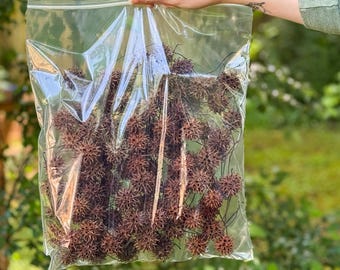 Sweet Gum Seed Pods / Sweetgum Balls: Rustic Wedding Decor, Dried Floral Front Door Wreath, Cottagecore Centerpiece, DIY Seasonal Bouquet