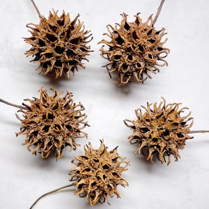 May include: Five brown, spiky seed pods with attached stems are arranged on a white surface. The pods have a star-like shape with numerous sharp points and a textured surface. The stems are thin and brown.
