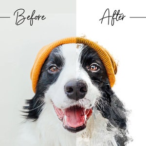 K&ouml;nnte beinhalten: Ein schwarz-wei&szlig;er Border Collie mit einer leuchtend orangefarbenen M&uuml;tze. Der Hund schaut direkt in die Kamera, mit offenem Maul und leicht herausgestreckter Zunge. Das Bild ist in der Mitte geteilt, die linke Seite zeigt den Hund in einem realistischeren Stil und die rechte Seite zeigt den Hund in einem abstrakteren, aquarellartigen Stil.