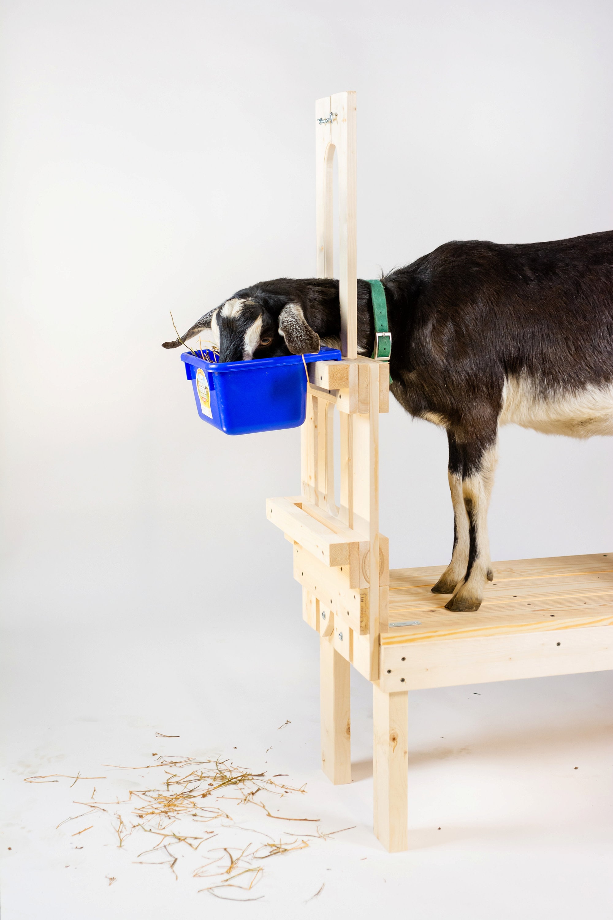 Best Goat Stand + Fits All Goats for Milking and Trimming - Etsy