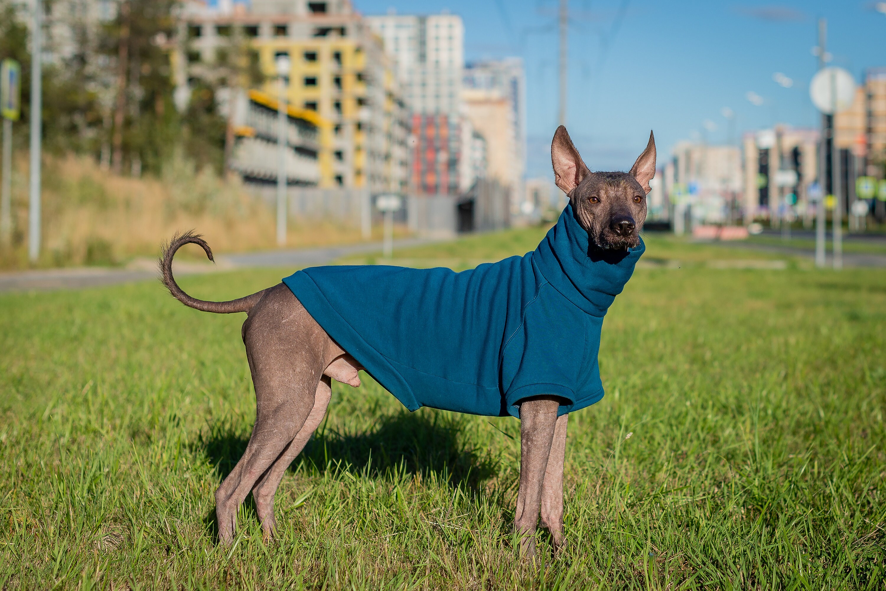 Doberman Custom Red Hoodies Pitbull Hoodie Frenchies Etsy