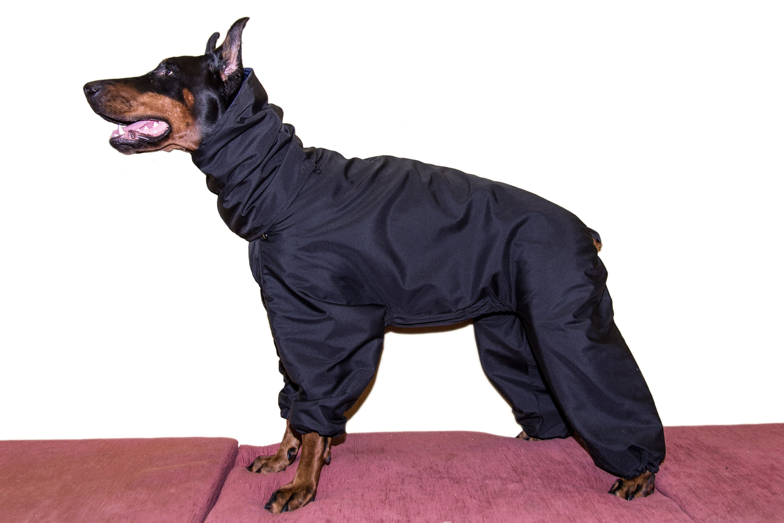 Best doberman winter coat online