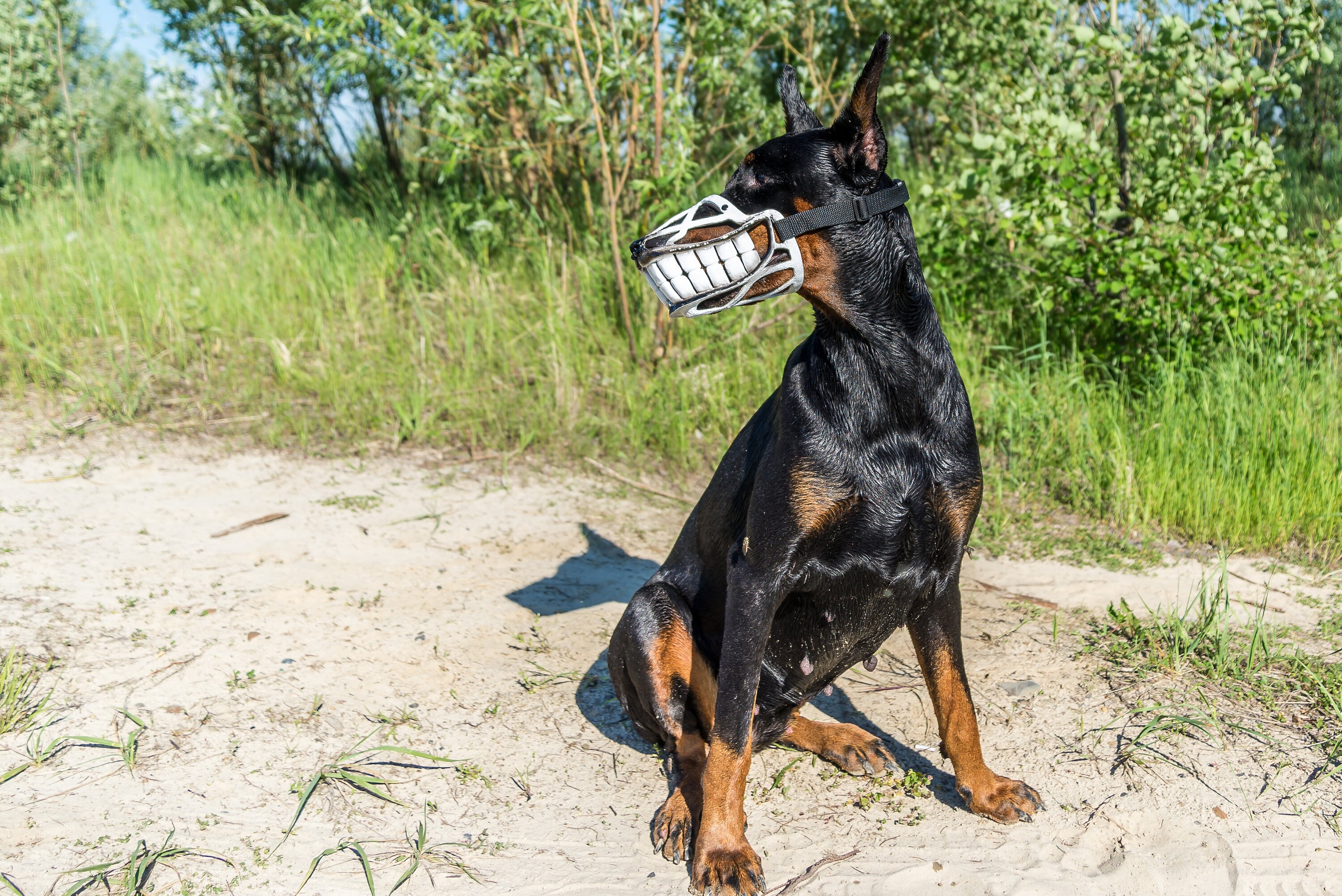 White Funny Smiling Muzzle for Dog Doberman Pit Bull German Shepard Bull Terrier Pinscher Husky Funny Dog Accessory Smiling Dog Etsy Canada