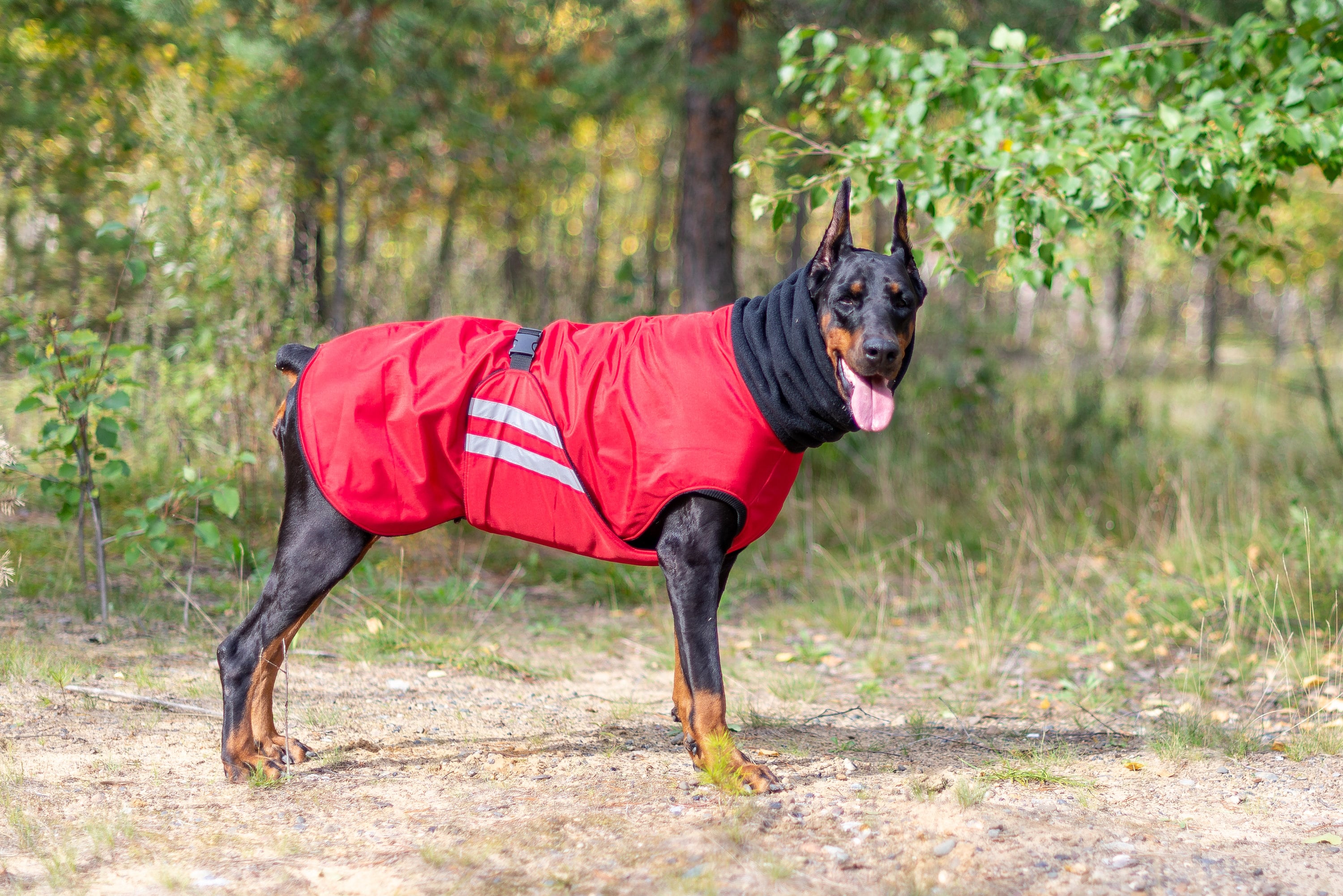Red Doberman Winter Dog Coat, Winter Jacket, Custom Waterproof