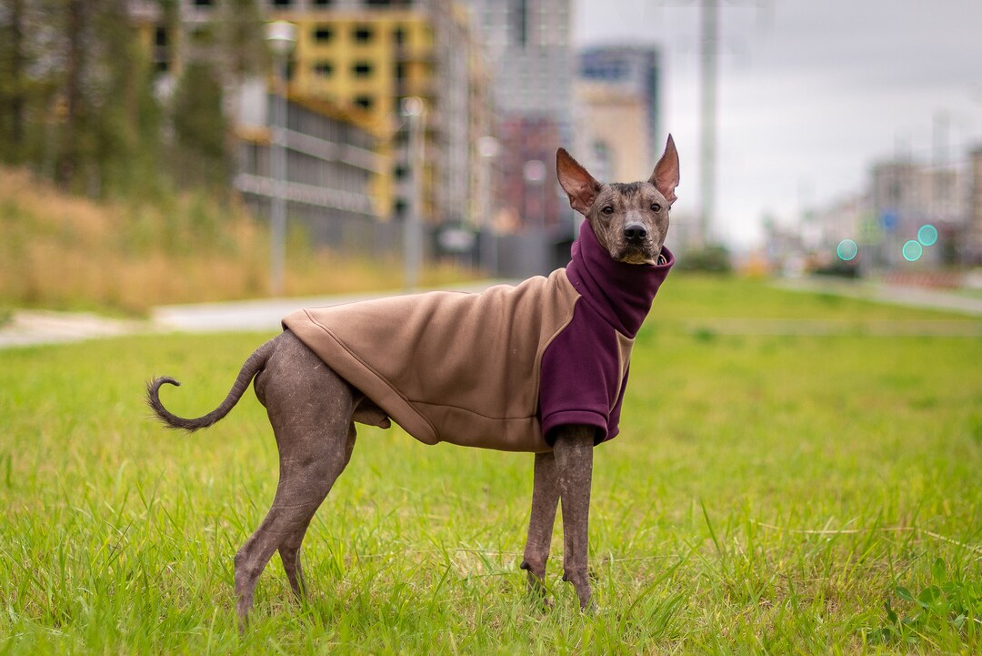 Xoloitzcuintli Pitbull Mix Xoloitzcuintli Pitbull Mix