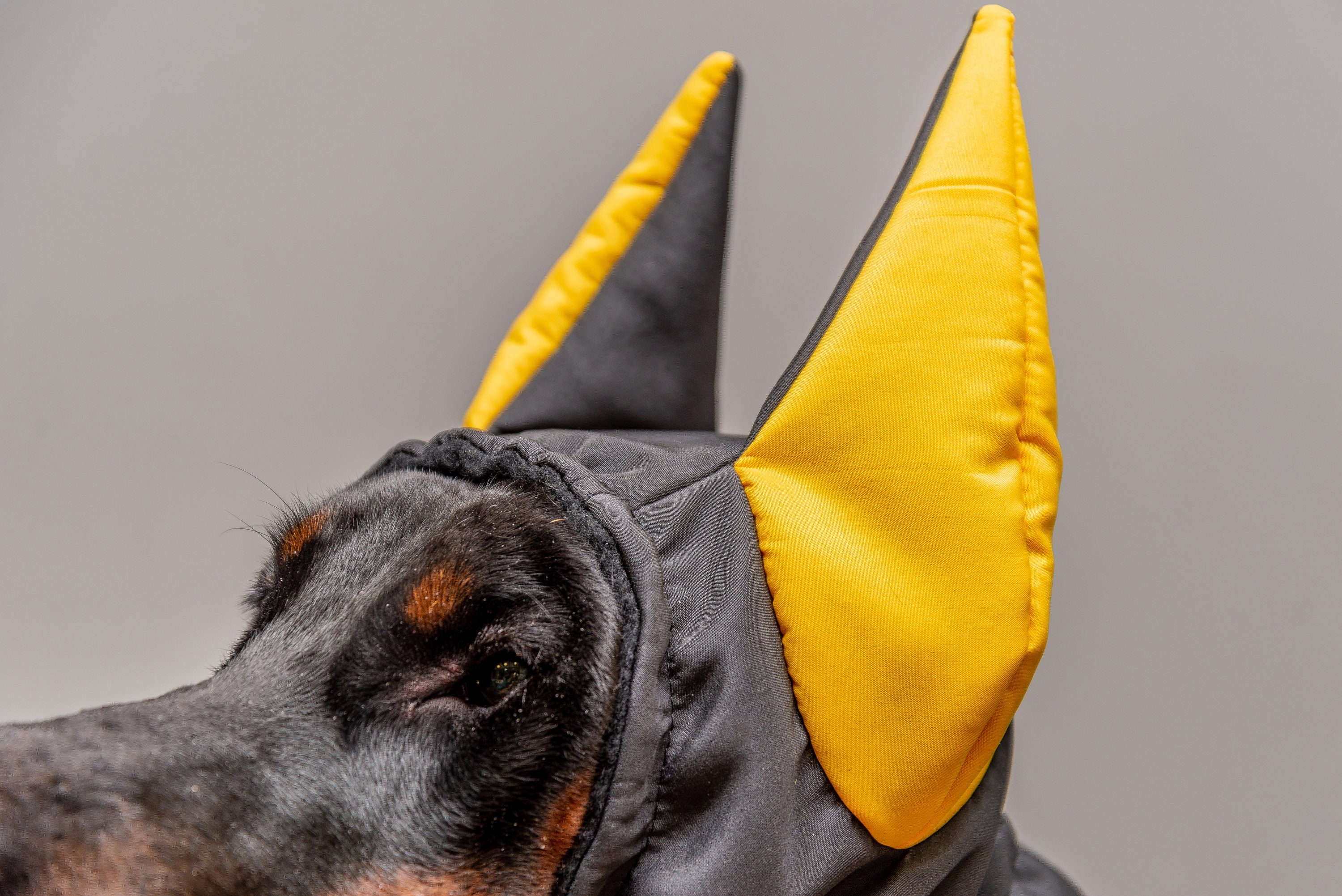Doberman winter hat 2025