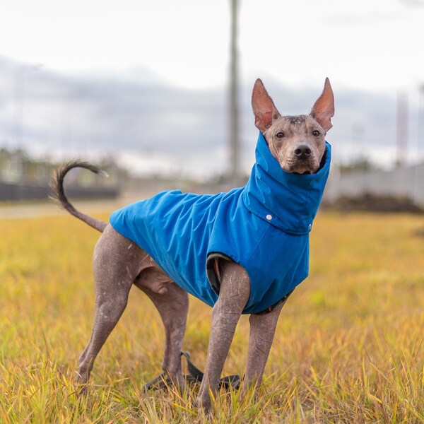 Xoloitzcuintli Dog Jacket Etsy