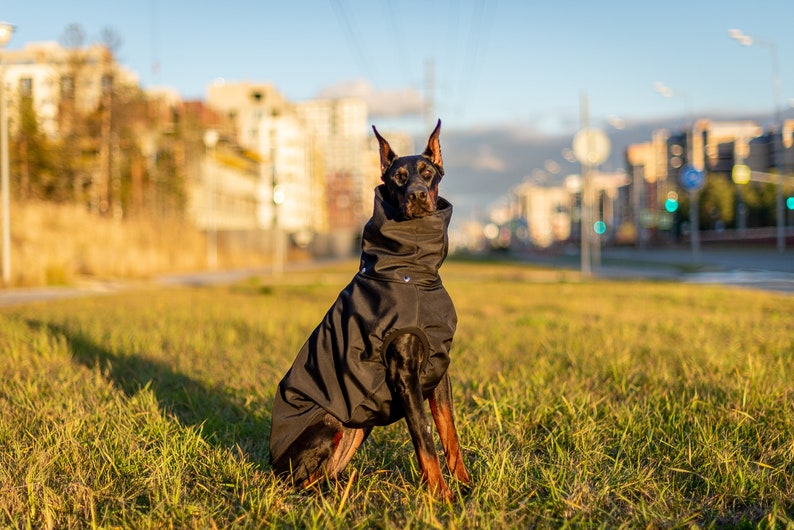 Doberman Pinscher Winter Dog Coat, Winter Jacket, Custom Waterproof