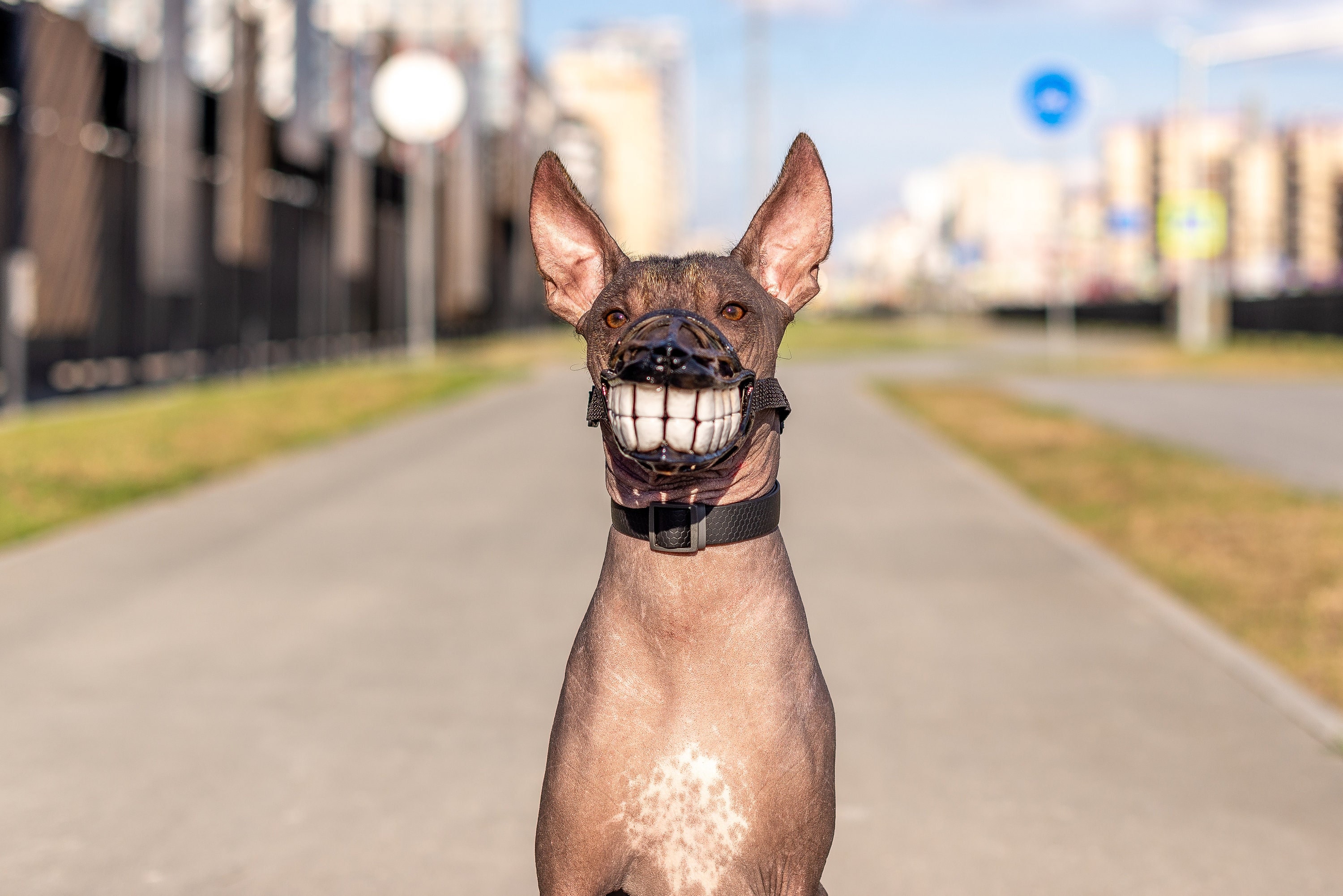 Teeth Muzzle Etsy Australia