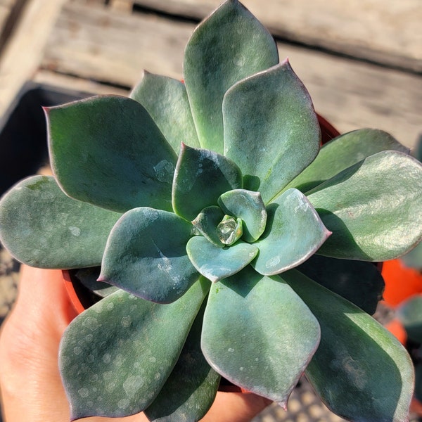 Echeveria, Blue Prince rooted in 4" pot
