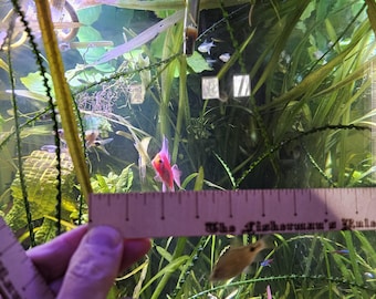 Regla de pescador divertida, regalo de broma, regla novedosa con escalas