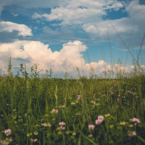 Iowa Prairie Landscape with Summer Storm Clouds Wall Art | Midwest Nature Art, Midwestern Landscape, Prairie Wall Art, Wildflower Field