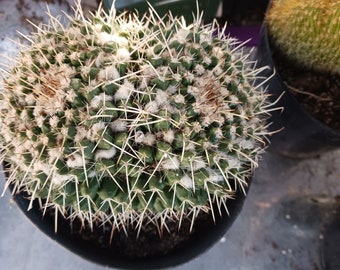 Mammillaria Nejapensis Cristata