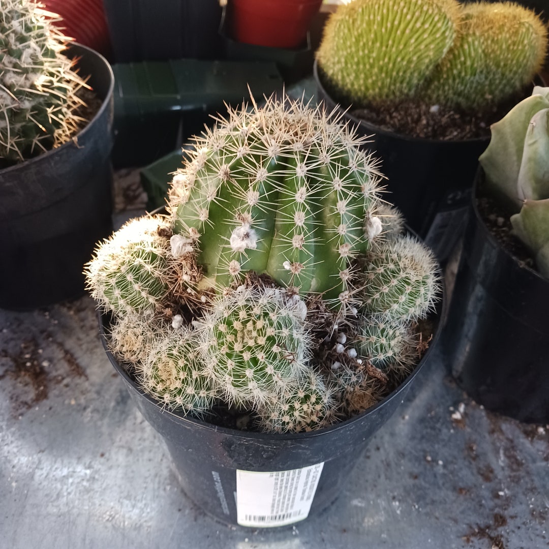 Echinobivia Hybrid Rainbow Bursts Etsy