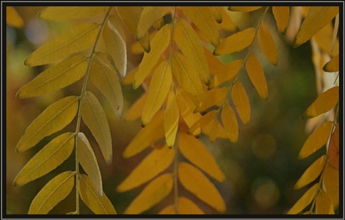 Honey Locust Tree Seed Pods Etsy