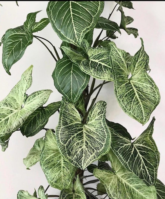 Syngonium Batik Starter Plant: Green and Cream Arrowhead Leaves **ALL starter plants require you to purchase 2 plants!