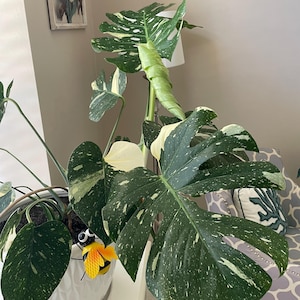 Thai Constellation Monstera - Etsy