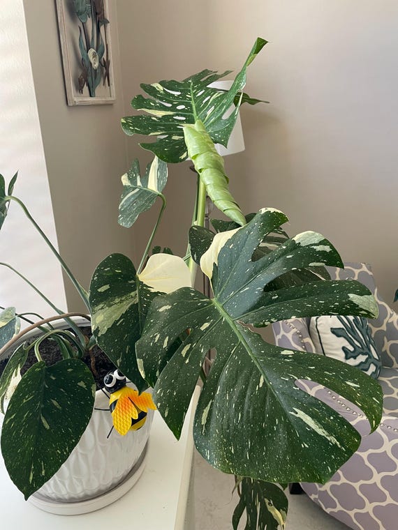 Monstera Thai Constellation Starter Plant. **ALL starter plants require you to purchase 2 plants!**