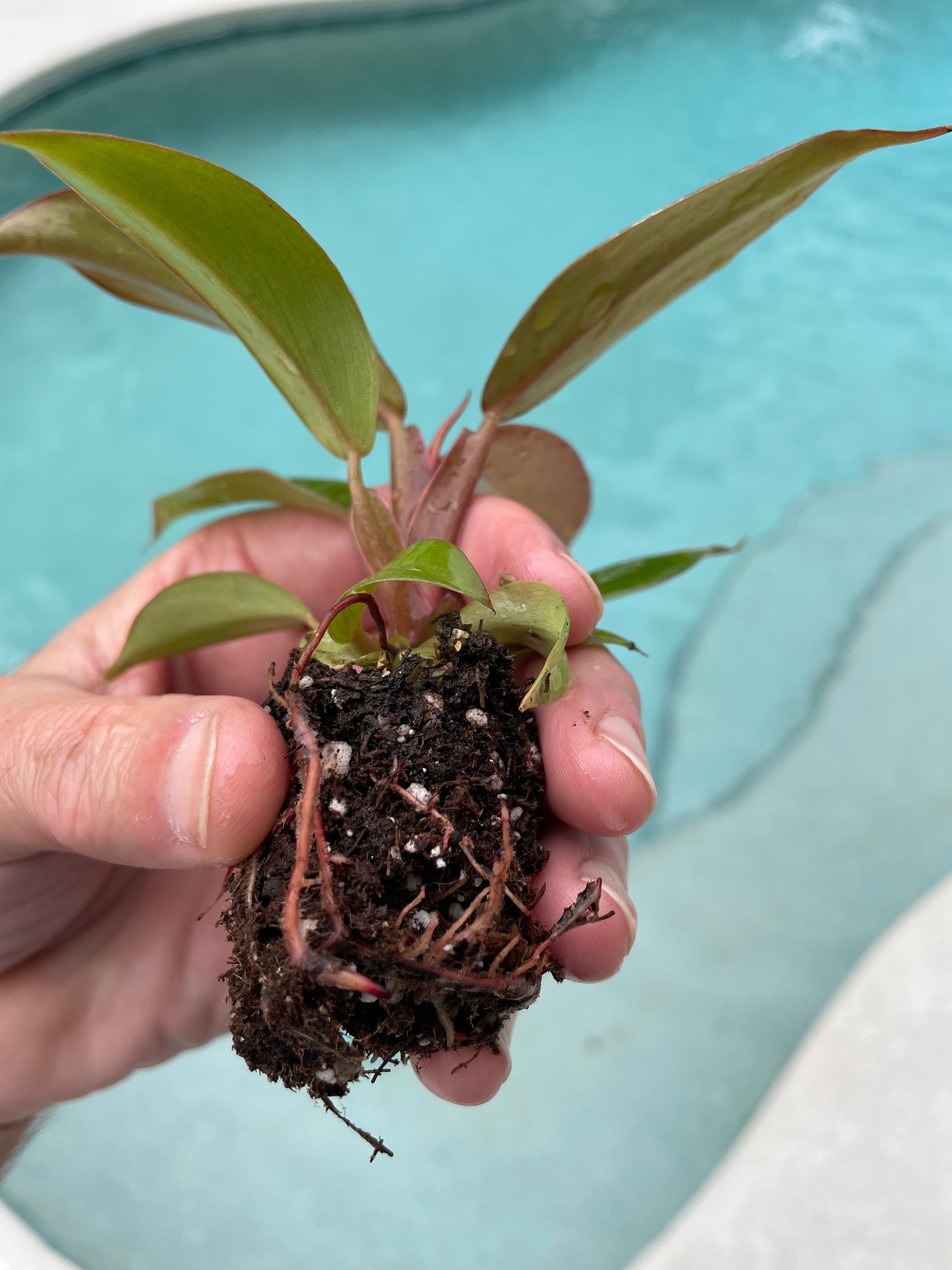 Philodendron Imperial Red Starter Plant **(ALL Starter Plants Require You  to Purchase Any 2 Plants)** - Etsy