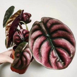 Alocasia Cuprea “Red Secret” Starter Plant (ALL STARTER PLANTS require you to purchase 2 plants!)
