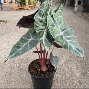 Alocasia Pink Princess Starter Plant (ALL STARTER PLANTS require you to purchase 2 plants!)