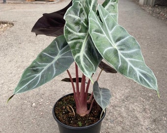 Alocasia Pink Princess Starter Plant (ALL STARTER PLANTS require you to purchase 2 plants!)