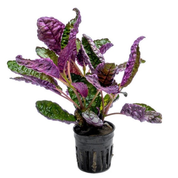 Purple Waffle Starter Plant (ALL STARTER PLANTS require you to purchase 2 plants!)