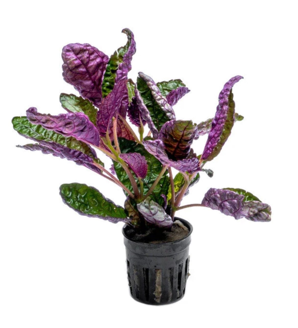 Purple Monstera Plant - Etsy