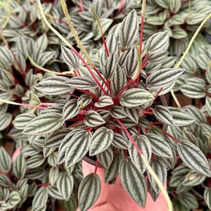 Peperomia Rosso Starter Plant **(ALL starter plants require you to purchase any 2 plants)**