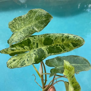 Philodendron “Paraiso Verde” Starter Plant (ALL STARTER PLANTS require you to purchase 2 plants!)