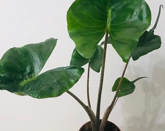 Alocasia “Stingray” Starter Plant (ALL STARTER PLANTS require you to purchase 2 plants!)