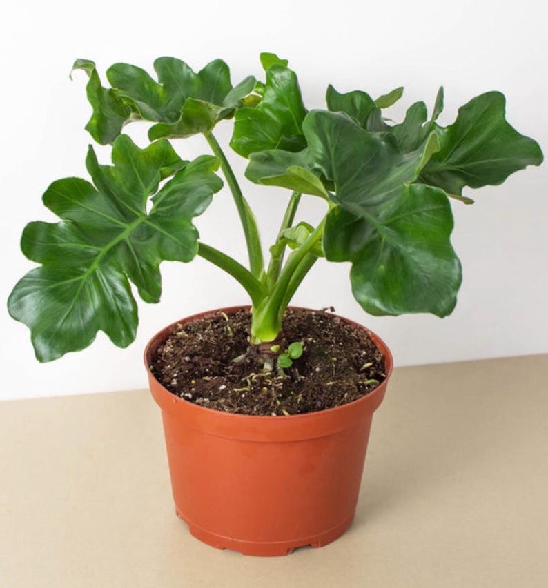May include: A white ceramic mug with a black handle and the text "But First, Coffee" in a black, bold font. The mug is sitting on a wooden surface.