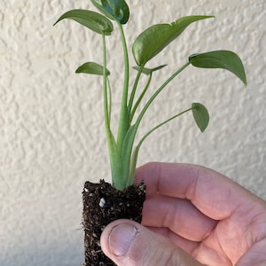 May include: A small green plant with large leaves in a brown pot. The plant is being held in a hand.