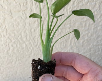 Alocasia “Tiny Dancer” Starter Plant (ALL STARTER PLANTS require you to purchase 2 plants!)