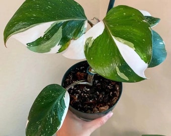 Philodendron Punctata **(ALL starter plants require you to purchase any 2 plants)**