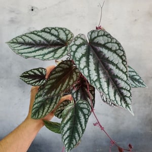Rex Begonia Vine Starter Plant (ALL STARTER PLANTS require you to purchase 2 plants!)