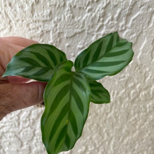 Calathea Freddie starter plant **(ALL starter plants require you to purchase any 2 plants)**