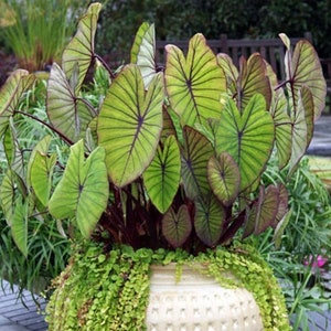 May include: A lush potted plant with large, heart-shaped leaves. The leaves are a vibrant green with dark purple veins and edges. The plant is in a cream-colored pot, with small green plants around the base.