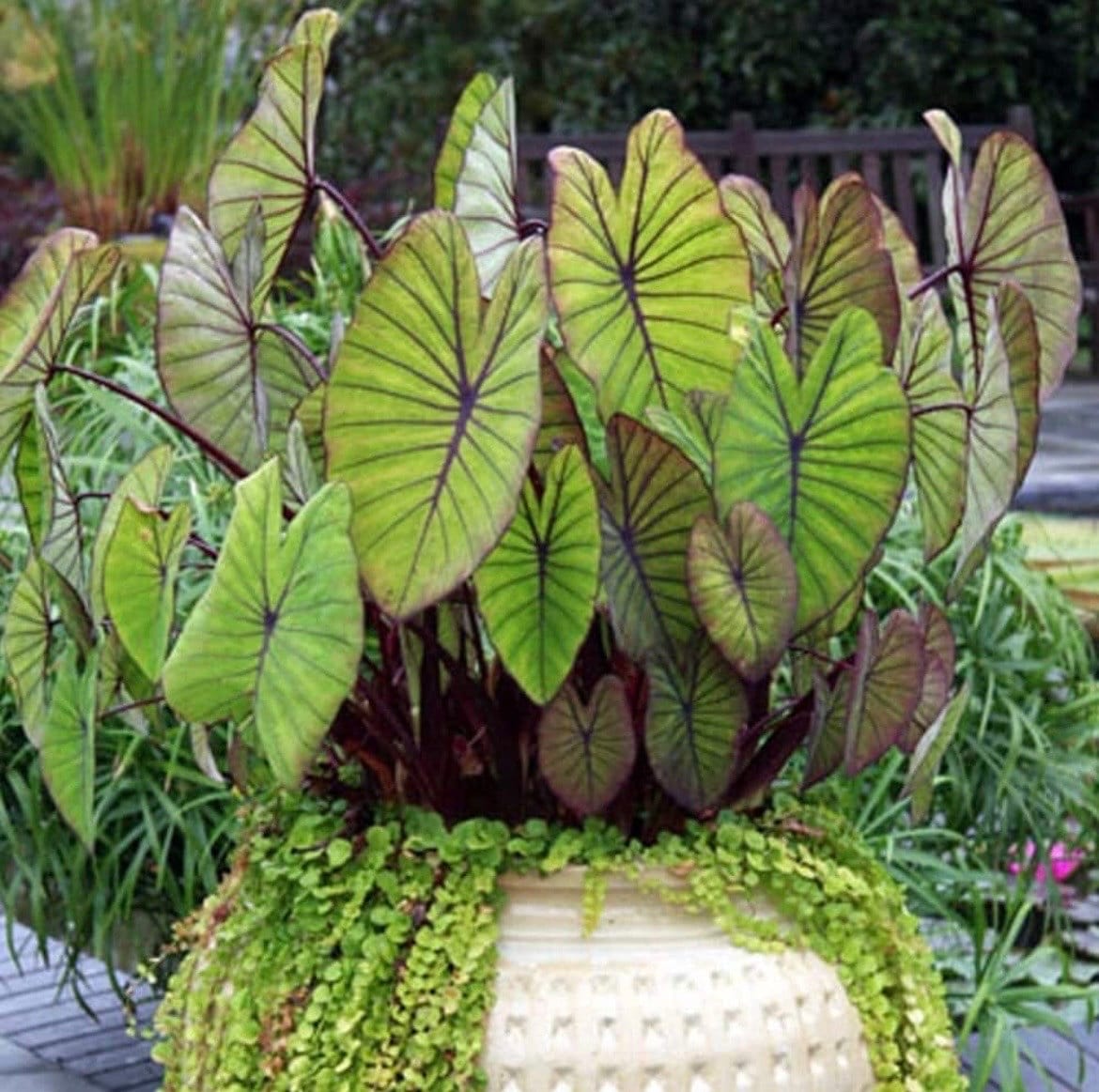 live indoor hanging plants Live Autumn Fern Basket – Compact Shade Plant for Home & Patio main image 0