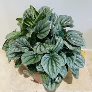 Peperomia Frost Starter Plant **(ALL starter plants require you to purchase any 2 plants)**